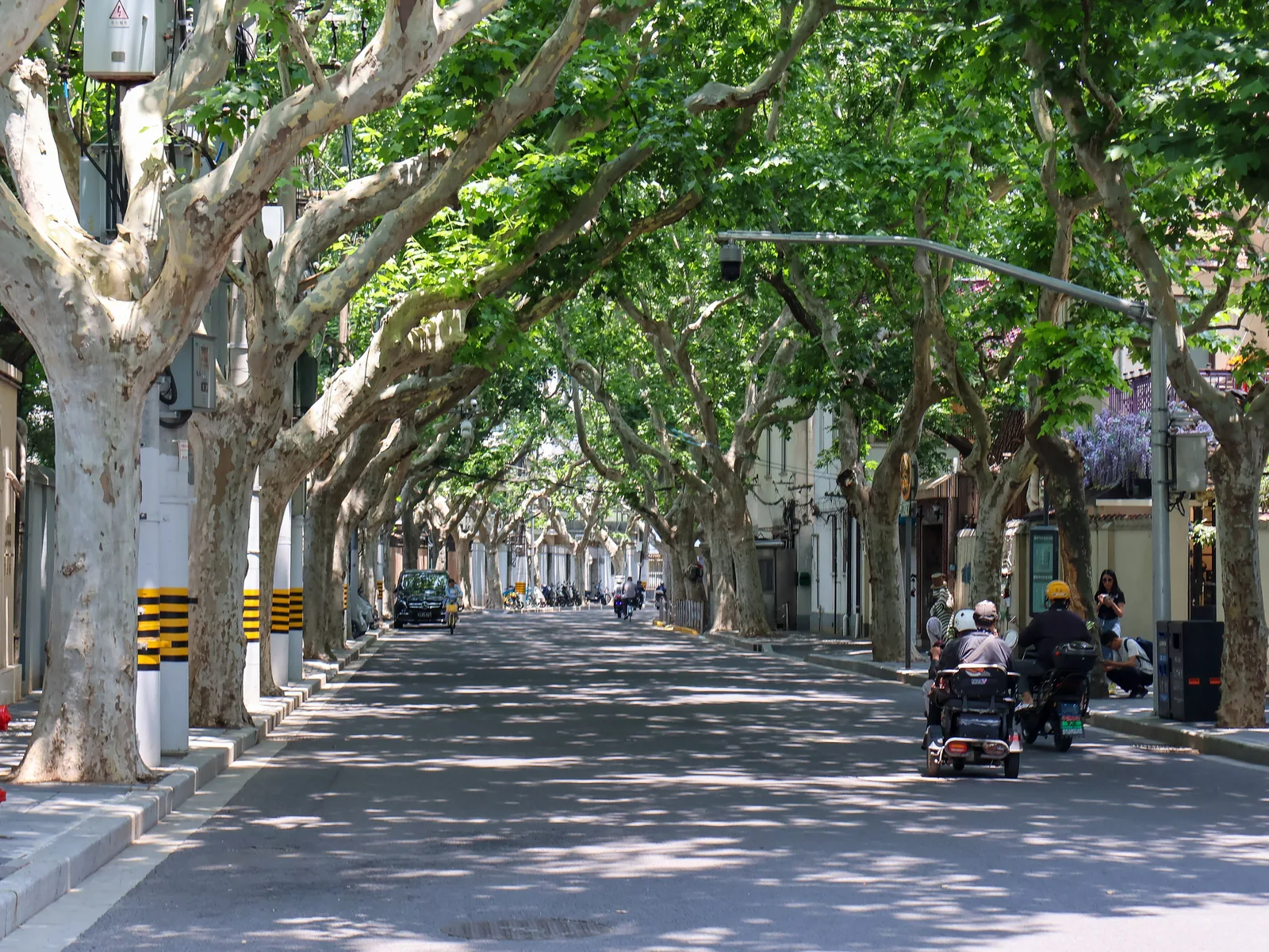 A full plane-tree canopy over a street in Shanghai's Former French Concession